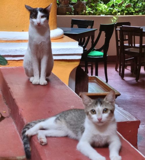 WhatsApp Image 2025-09-01 at 15.22.25